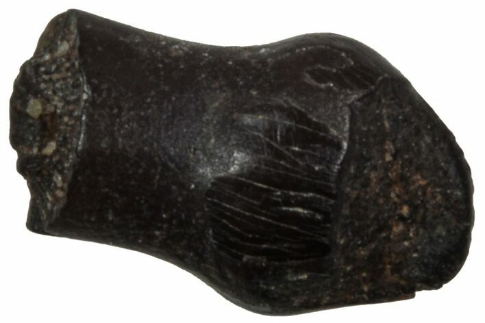 Cretaceous Fossil Dinosaur (Thescelosaurus) Tooth - Montana #350548